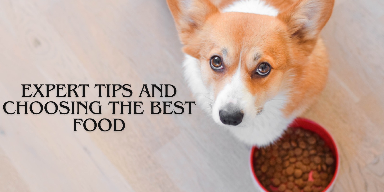 The Ultimate Guide to Taking Care of Your Dog: Pet Care Tips and Choosing the Best Food for Dogs